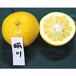 白木果樹園産キヌカワ　約3kg