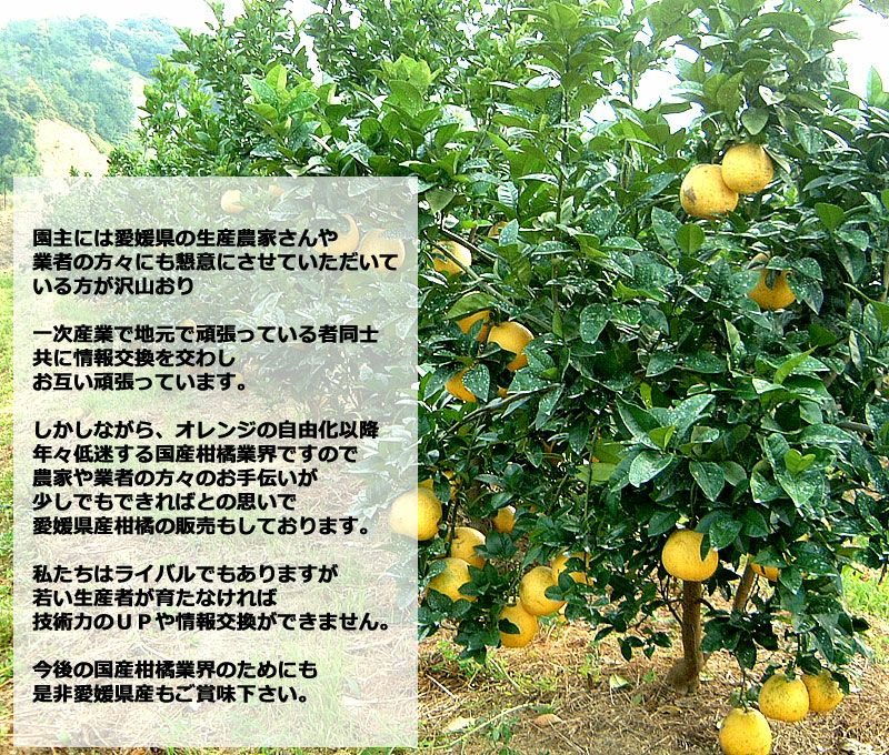 河内晩柑 宇和ゴールド 美生柑 夏文旦