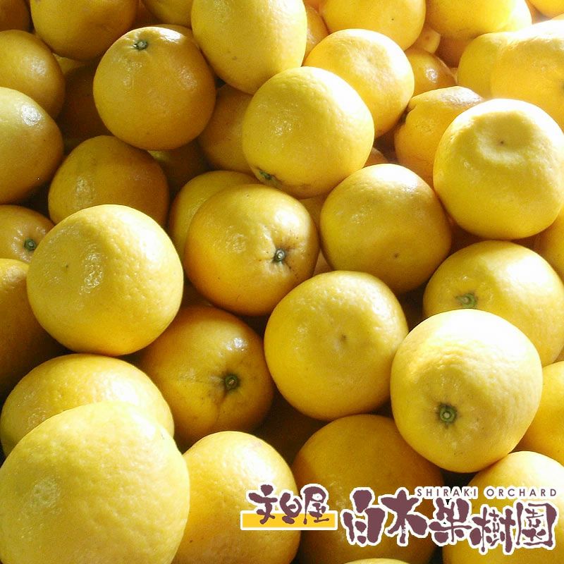 みしょうゴールド