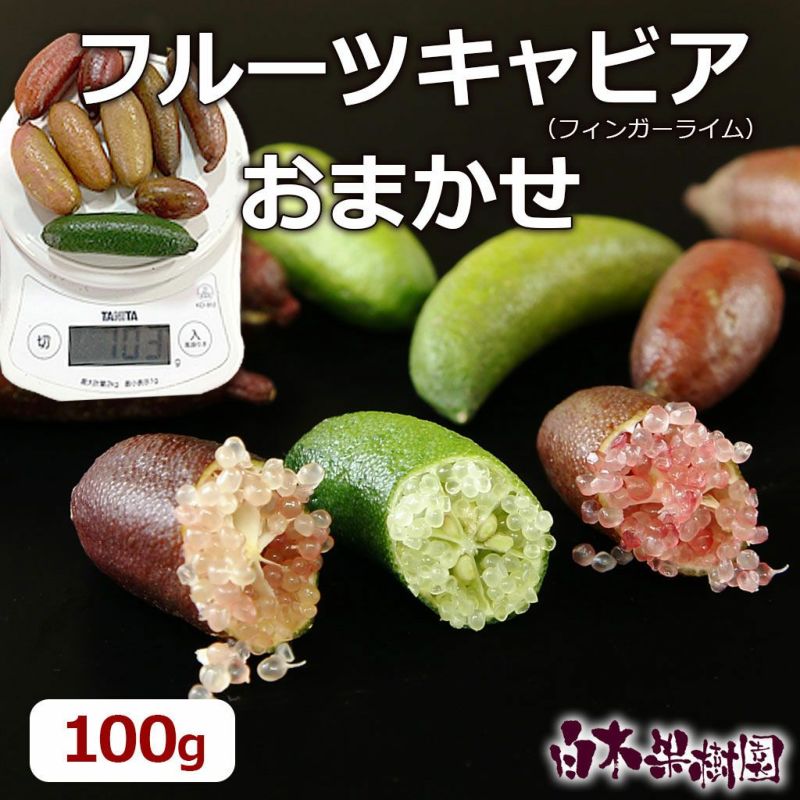 半額セール】【50％OFF】フルーツキャビア（フィンガーライム）（キャビアライム） おまかせセット約100g【宅急便コンパクト】 | 白木果樹園