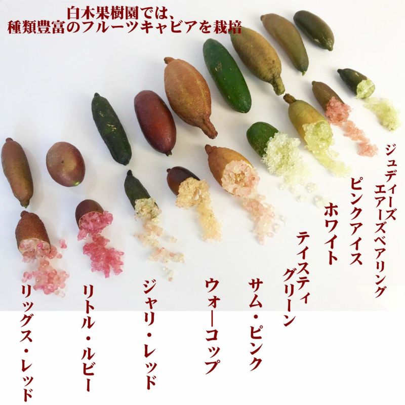 フルーツキャビア（フィンガーライム）（キャビアライム） おまかせ