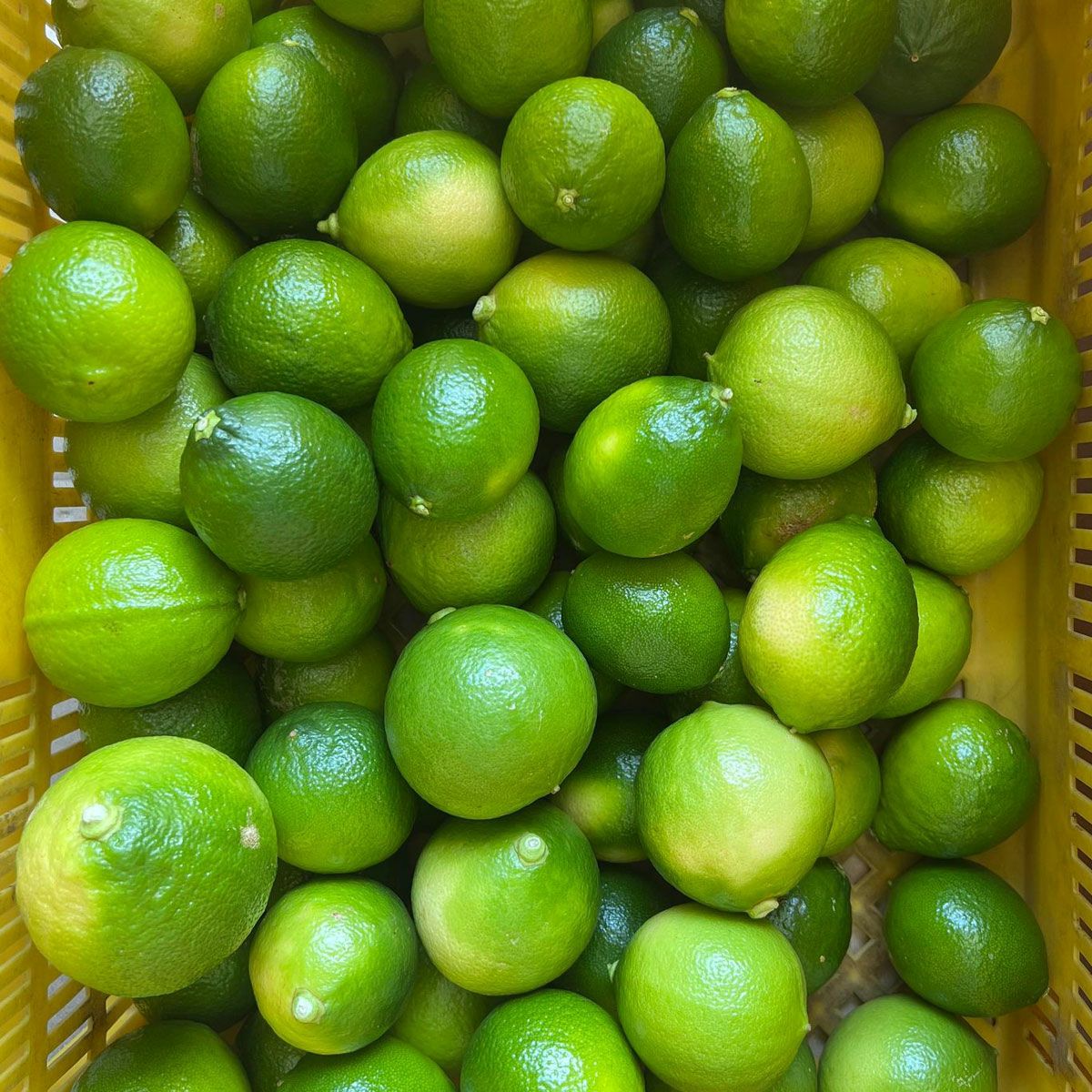 conte
