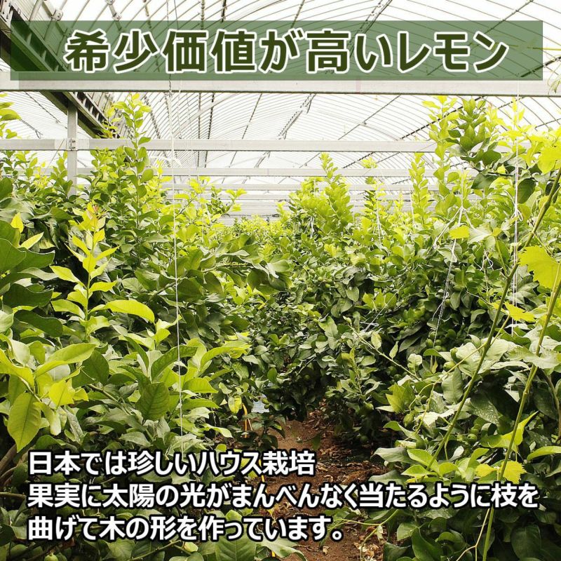 希少価値が高い