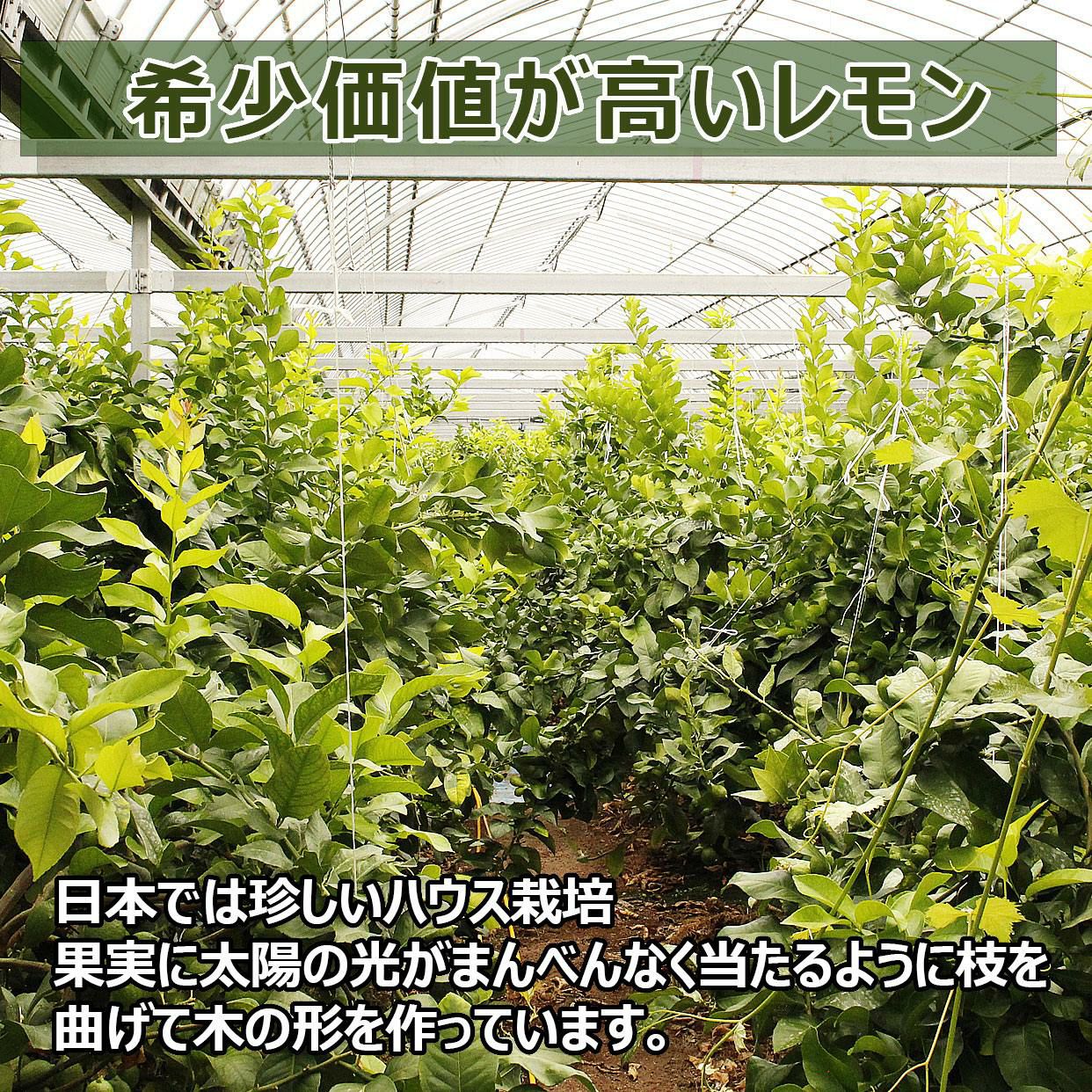 希少価値が高いレモン