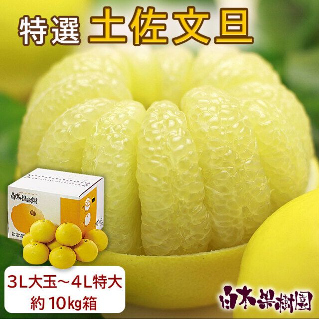 送料込】特選秀品土佐文旦3L大玉or4L特大約10kg | 白木果樹園