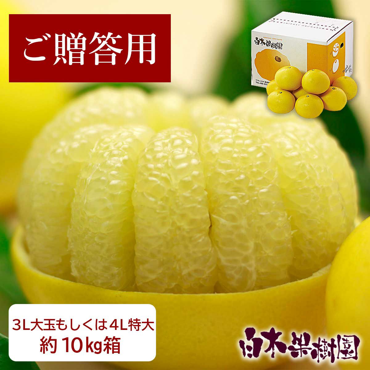 送料込】土佐文旦特選秀品3L大玉or4L特大約10kg | 白木果樹園