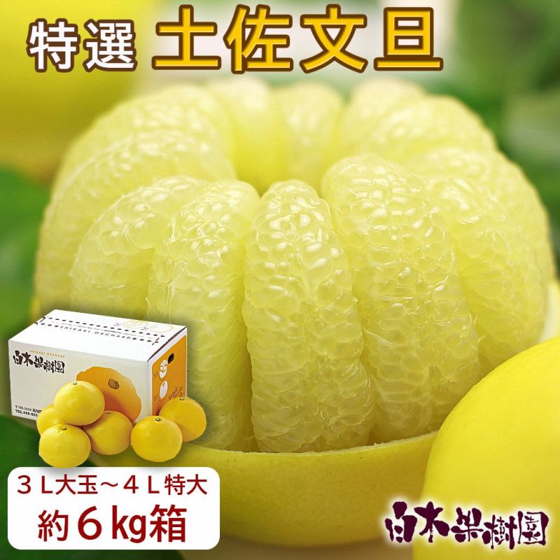 特選秀品土佐文旦 3L大～4L特大混合 約6kg