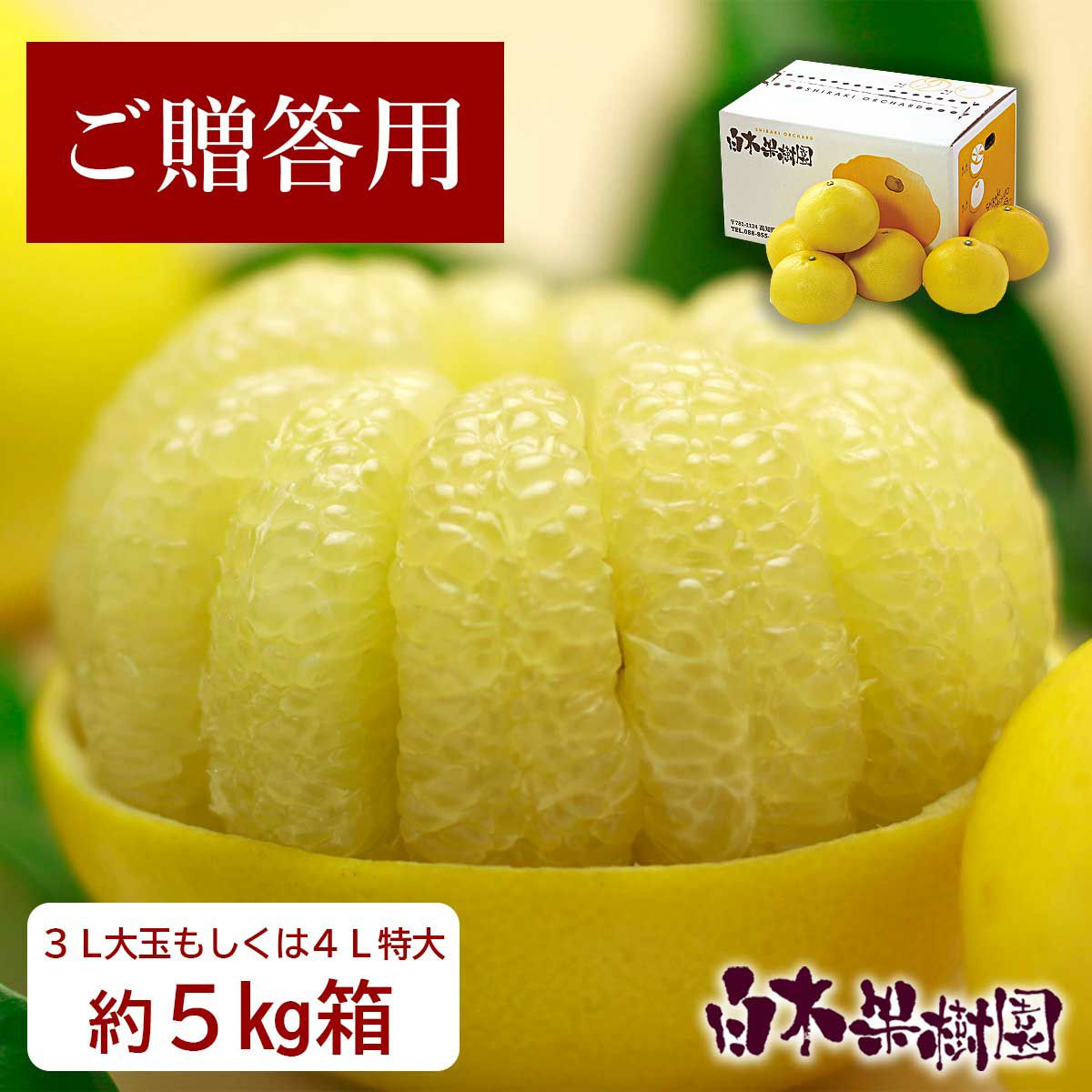 特選秀品土佐文旦 3L大もしくは4L特大 約5kg