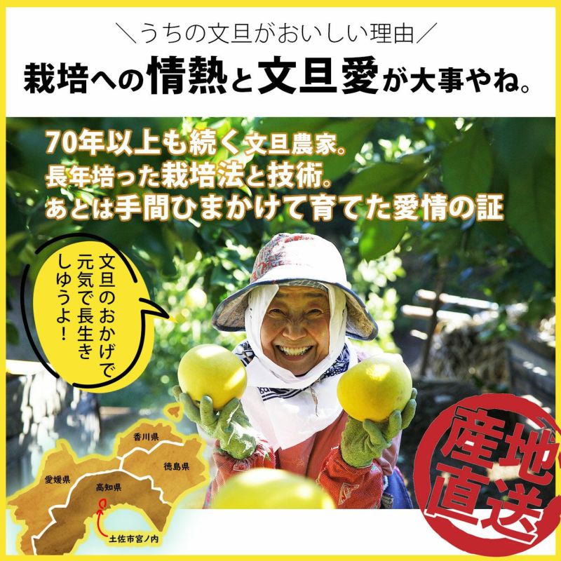 送料込】土佐文旦特選秀品3L大or4L特大約6kg | 白木果樹園
