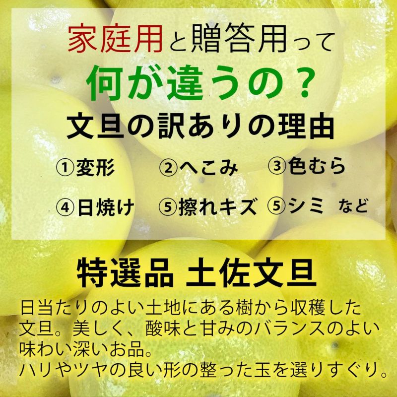 送料込】土佐文旦特選秀品3L大or4L特大約6kg | 白木果樹園