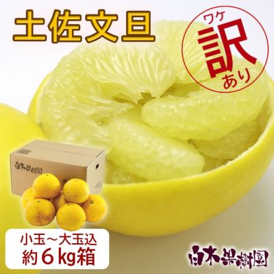 土佐文旦わけありご家庭用B級品　約6kg