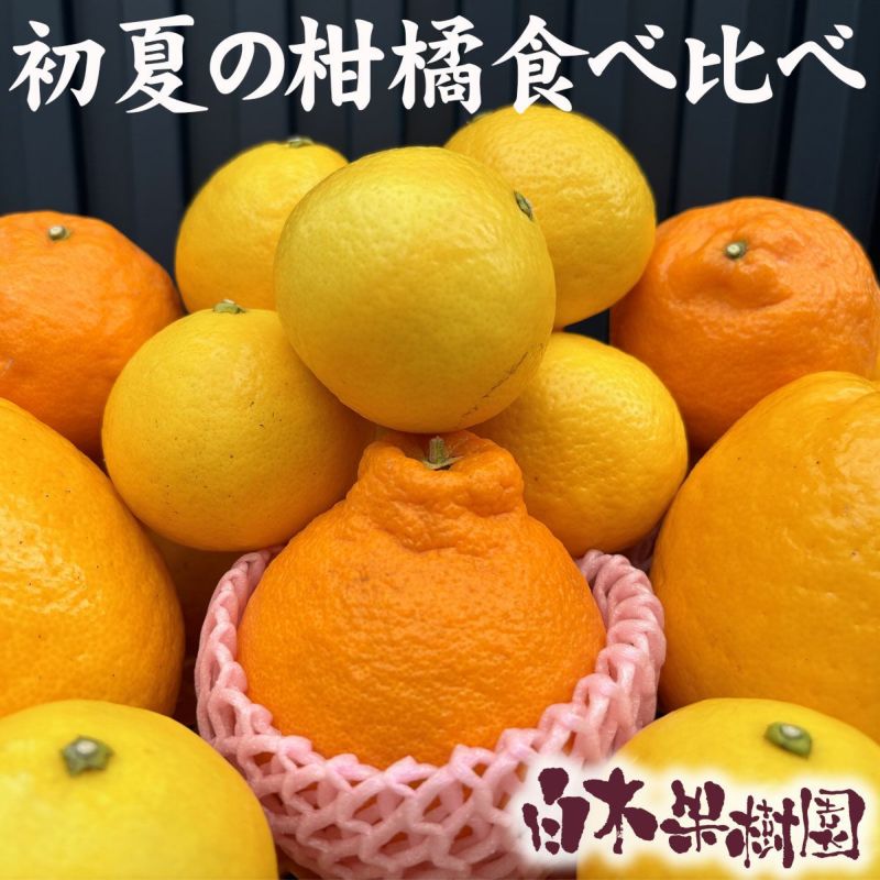 【税・送料込み】初夏の柑橘食べ比べセット