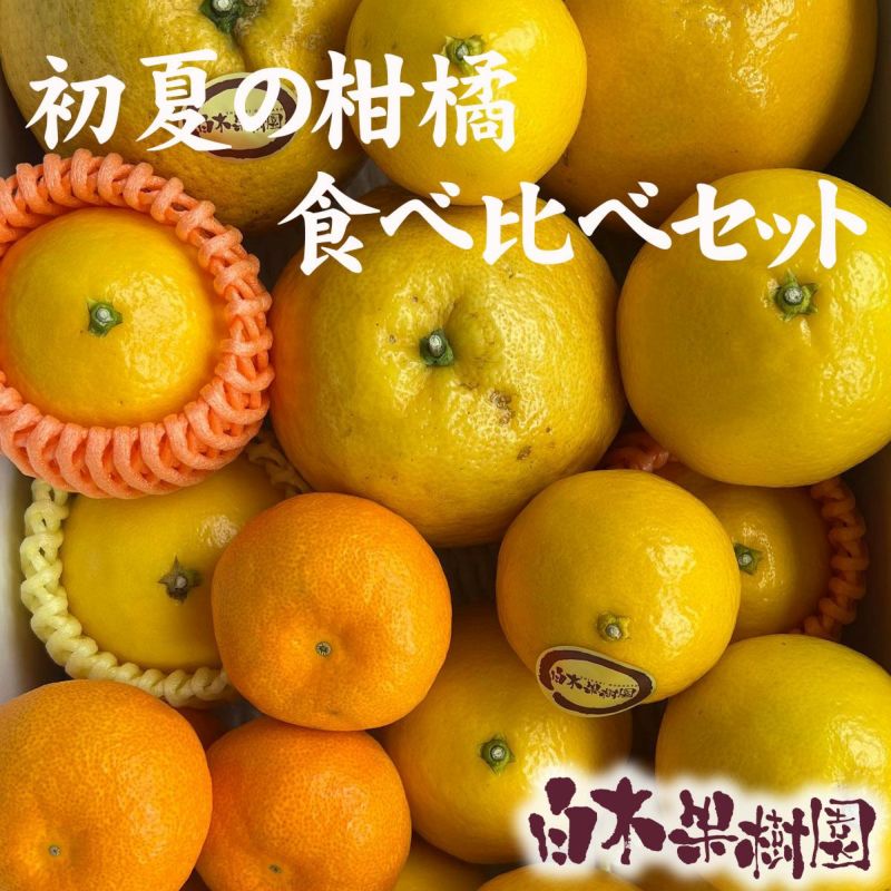 【税・送料込み】初夏の柑橘食べ比べセット