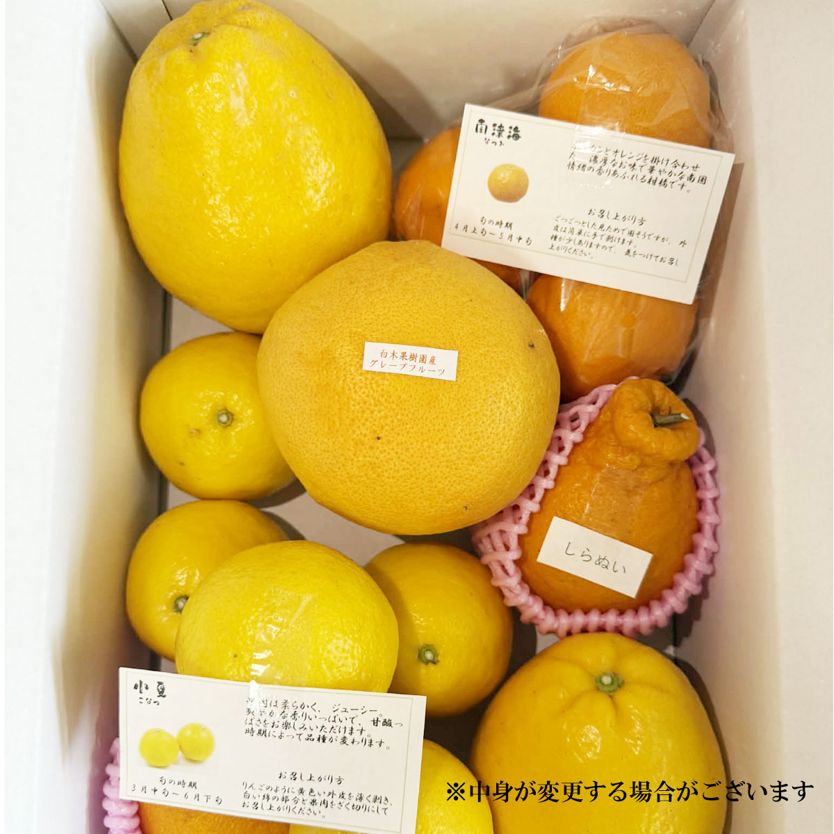 白木スタッフ