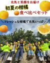 白木スタッフ