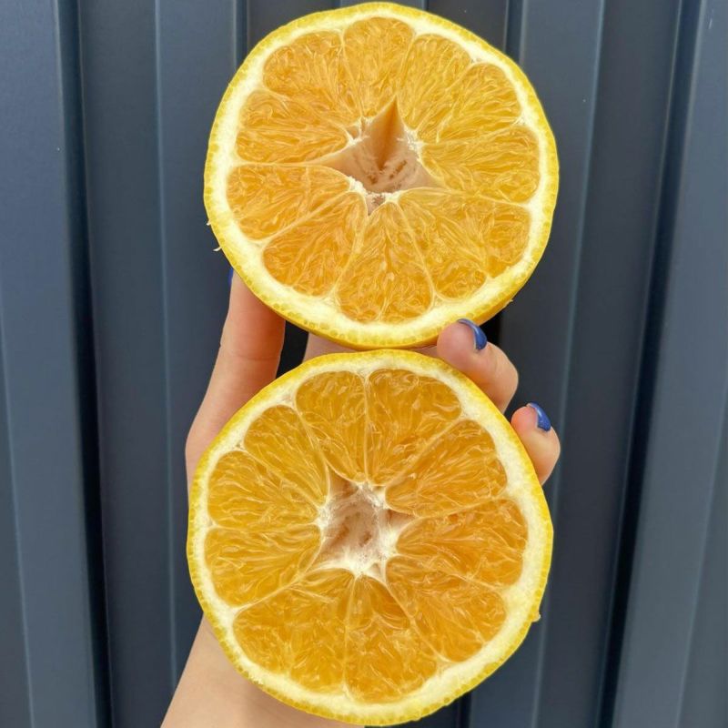 夏ぶんたんと同じ品種の柑橘