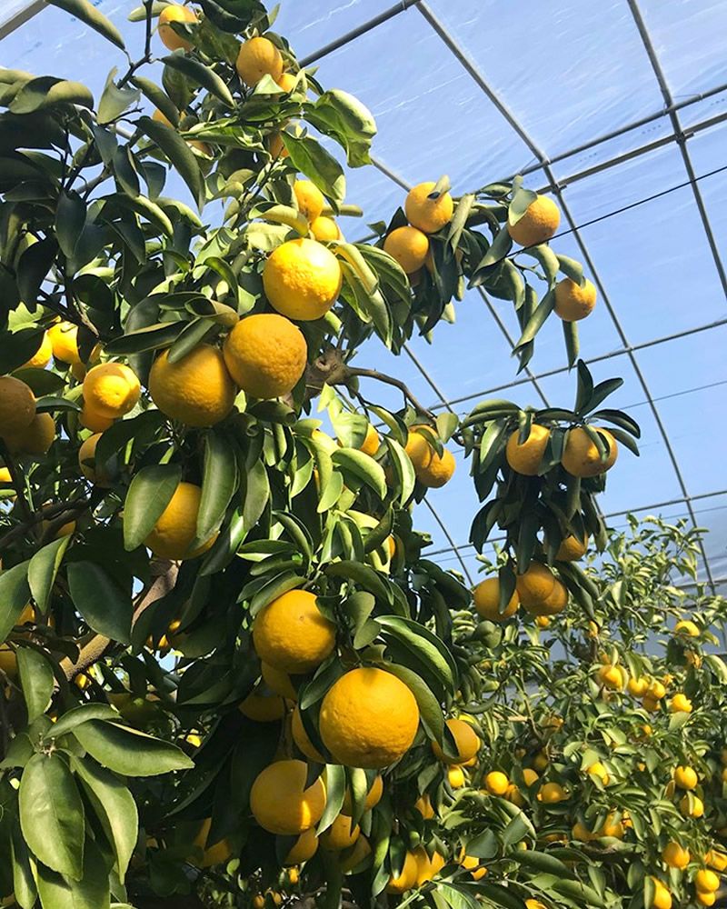 小夏ハウスの様子