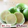 白木果樹園産 璃の香レモン 約1.5kg