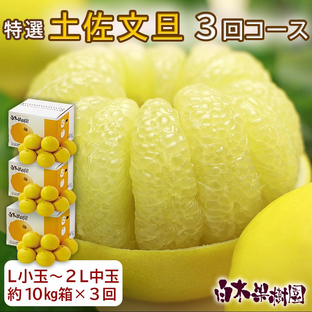 送料込】土佐文旦特選秀品L～2Lサイズ混合約10kg×3回コース | 白木果樹園