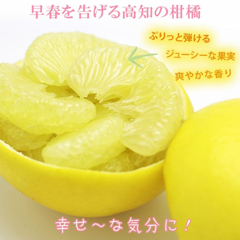 楽天市場】高知県産 JA高知県 土佐文旦 約3.8キロ 2Lサイズ（8玉
