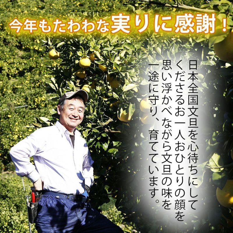 みんなの土佐文旦 大箱（～10kg）2Lサイズ