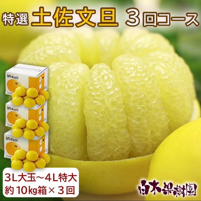 特選秀品土佐文旦 3L大玉～4L特大 約10kg×3回コース