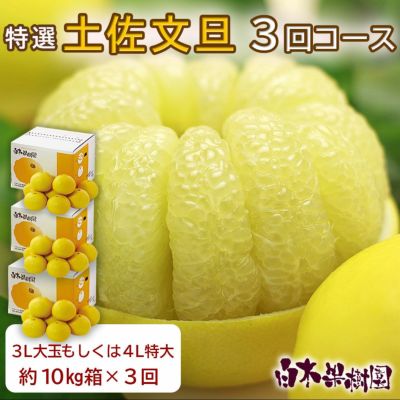 特選秀品土佐文旦 3L大玉もしくは、4L特大 約10kg×3回コース