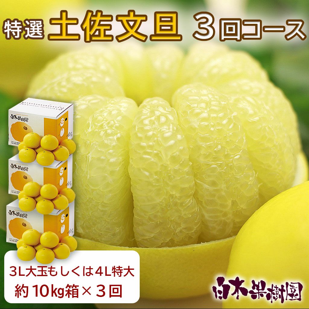 特選秀品土佐文旦 3L大玉もしくは、4L特大 約10kg×3回コース