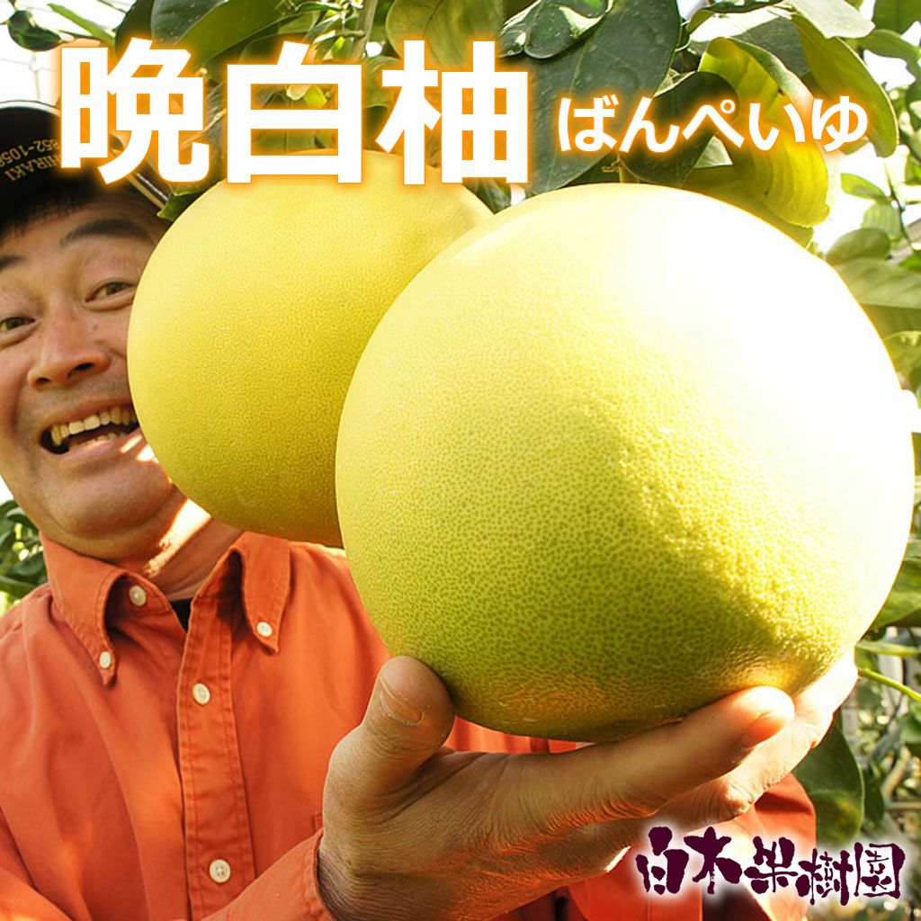 晩白柚 | 白木果樹園