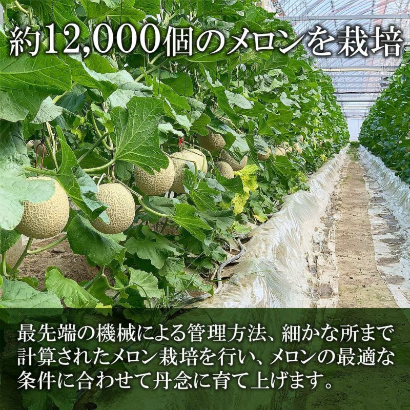 約12000個のメロンを栽培しています