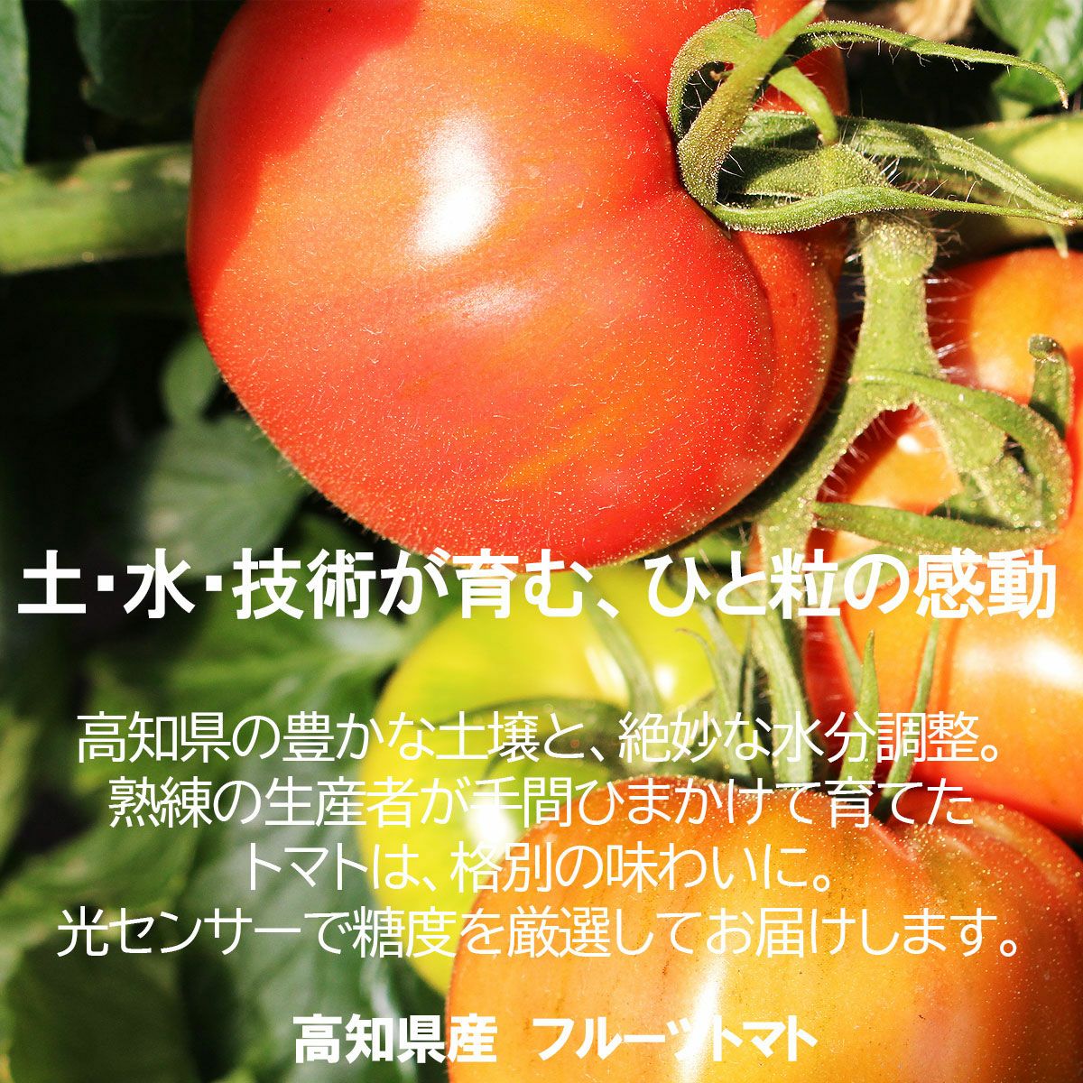 高知県産