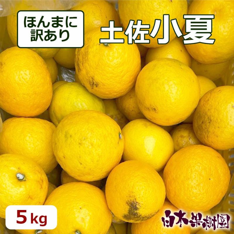 ほんまにわけありとさ小夏約5kg