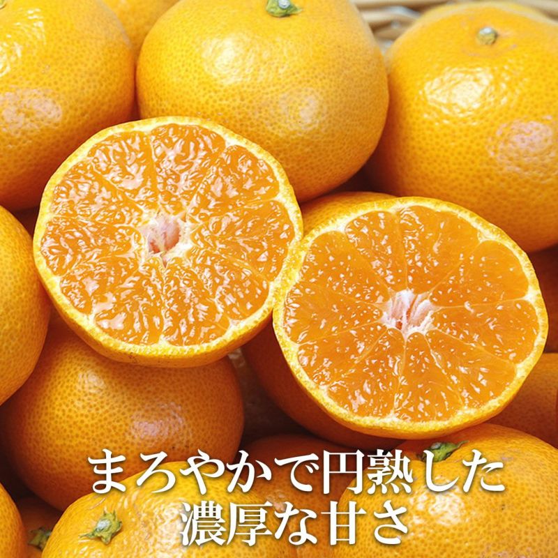 温州みかん