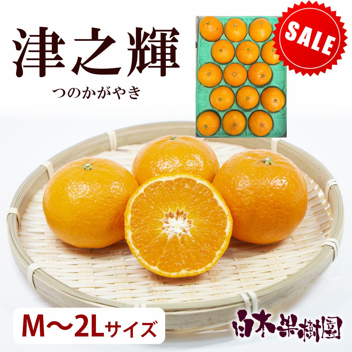 津之輝  ご家庭用 セール品 M～2Lサイズ